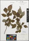 Foto von Salix myrsinifolia Salisb.